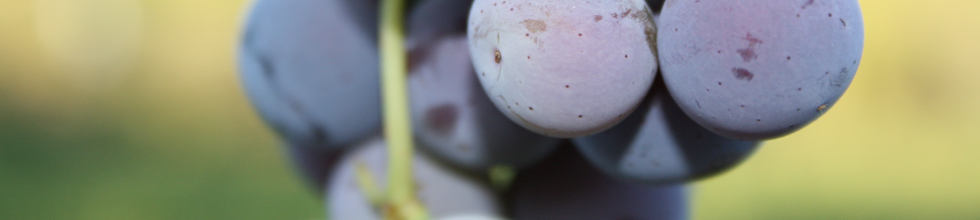 Consejo Regulador Denominaci�n de Origen Utiel-Requena