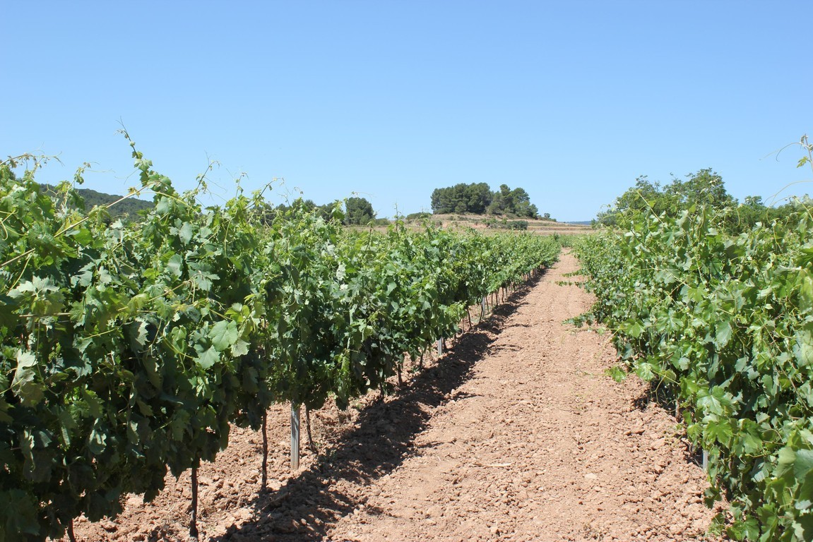 Bodega Terra d�art